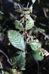 Cercocarpus fothergilloides
