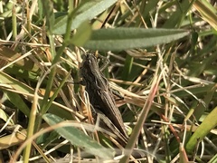 Chorthippus maritimus maritimus