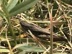 Chorthippus maritimus maritimus