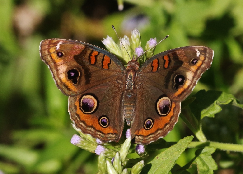 Twintip Buckeye