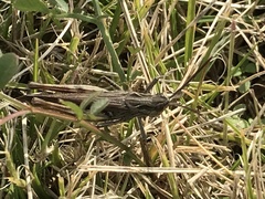 Chorthippus maritimus maritimus