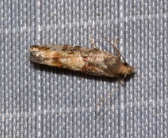 Zeiraphera canadensis