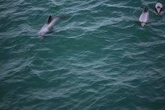 Cephalorhynchus hectori