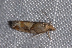 Zeiraphera canadensis