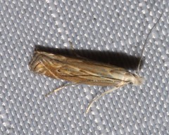 Isophrictis striatella