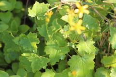 Cineraria dieterlenii