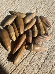 Quercus john-tuckeri