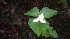 Trillium ovatum ovatum