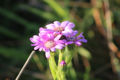 Senecio macrocephalus