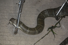 Homalopsis buccata