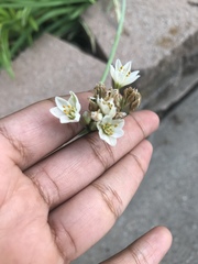 Nothoscordum bivalve