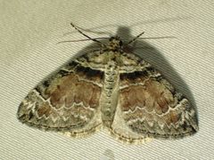 Dysstroma hersiliata