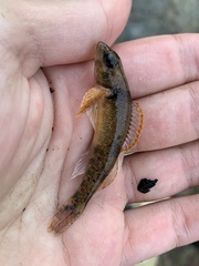 Etheostoma variatum