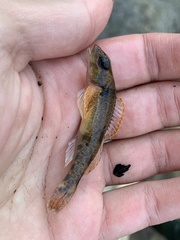 Etheostoma variatum