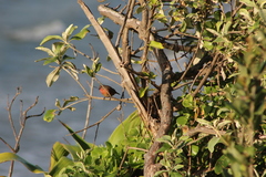 Lagonosticta rubricata