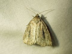Photedes panatela