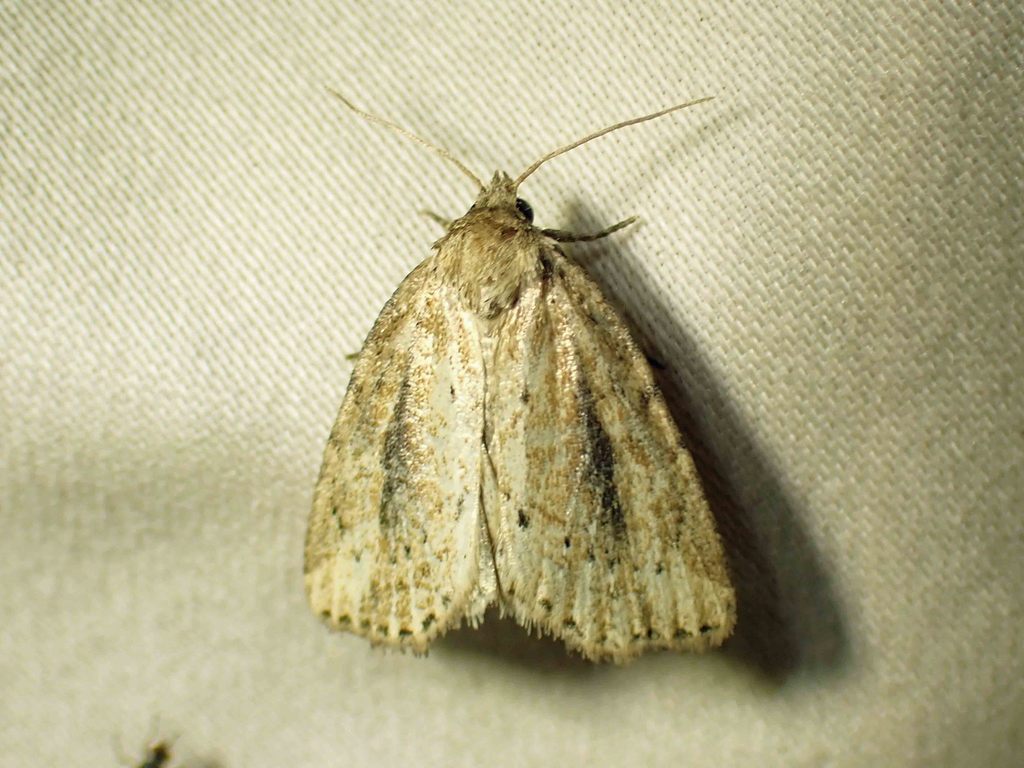Northern Cordgrass Borer