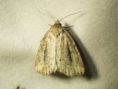Northern Cordgrass Borer