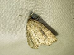 Photedes panatela