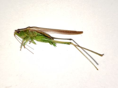 Graceful Meadow Katydid photo 3