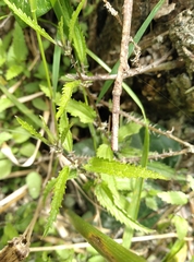 Urtica perconfusa