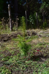 Abies guatemalensis