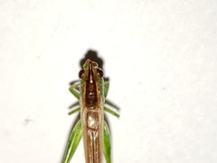 Conocephalus gracillimus