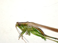 Conocephalus gracillimus