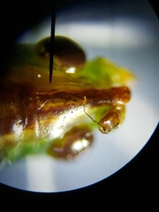 Conocephalus gracillimus