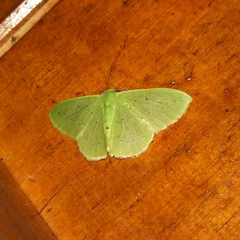 Lissochlora