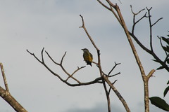 Myiozetetes granadensis