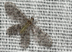 Dilaridae