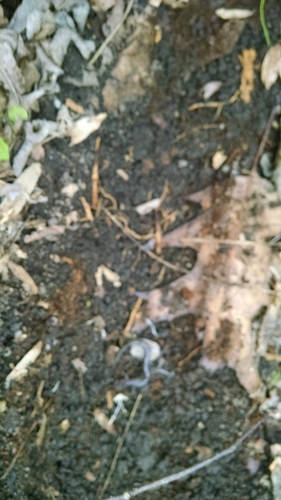 Caudata