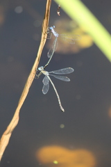 Lestes tridens