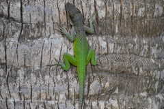 Barbuda Bank Tree Anole photo 4