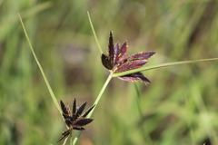 Cyperus macranthus