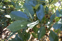 Quercus obtusata