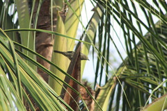 Thraupis palmarum