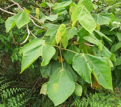 Heliocarpus americanus
