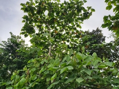 Heliocarpus americanus