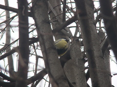 Parus major