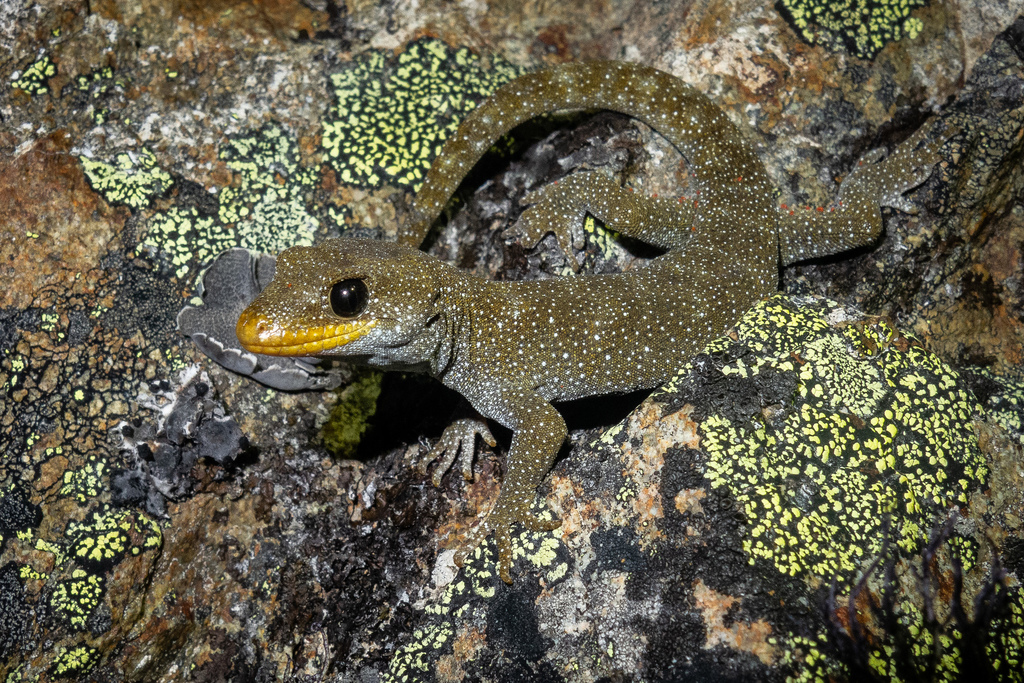 Hura Te Ao Gecko