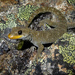 Hura Te Ao Gecko - Photo no rights reserved, uploaded by Carey-Knox-Southern-Scales