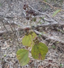 Grewia latifolia