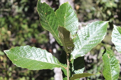 Quercus obtusata