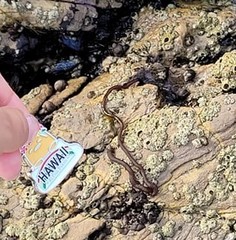 Nemalion elminthoides