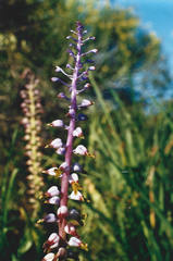 Lachenalia mutabilis
