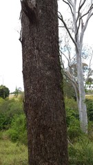 Eucalyptus moluccana