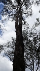 Eucalyptus moluccana