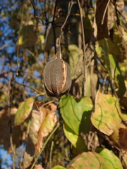 Aristolochia tomentosa